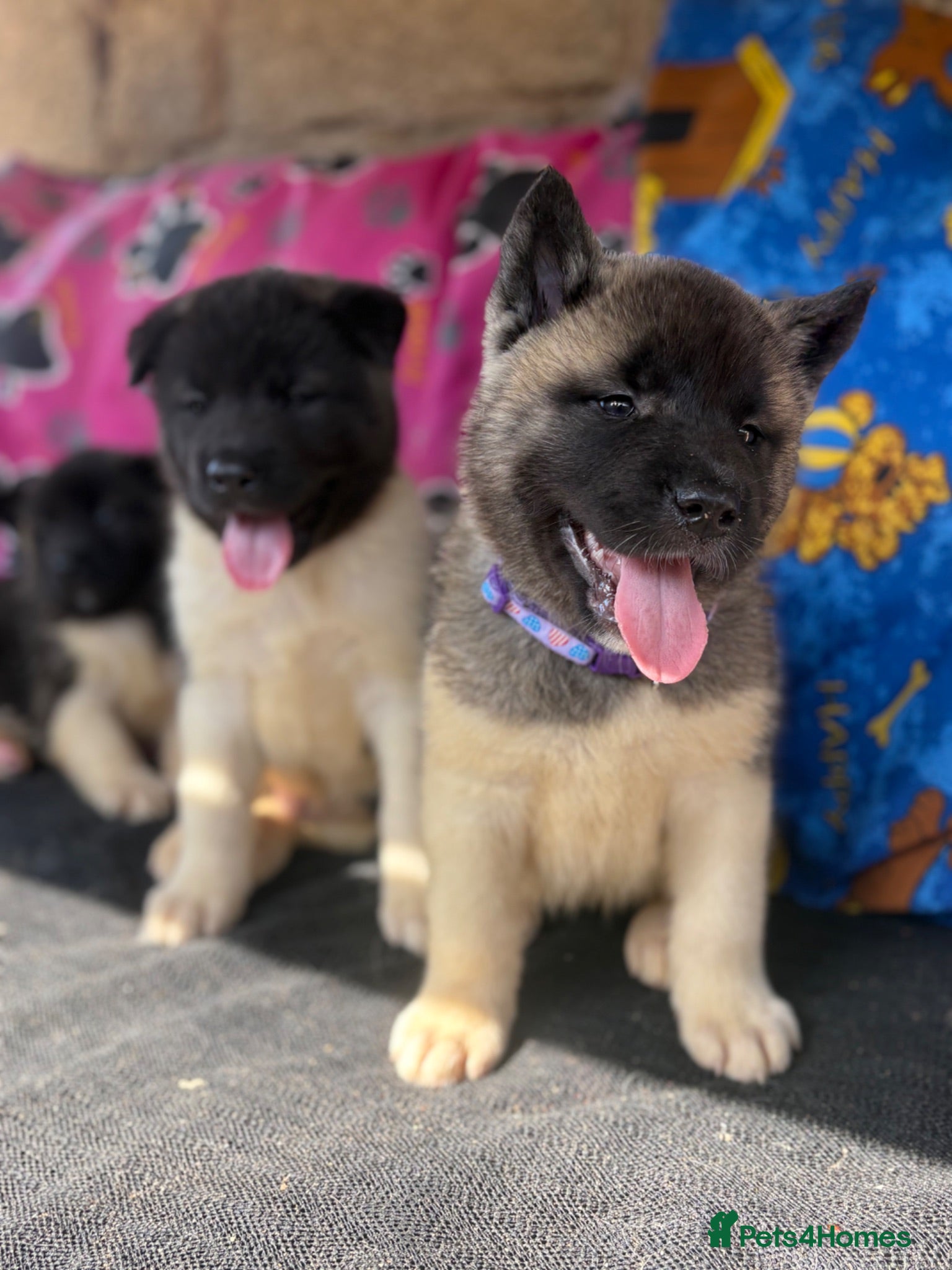 Akita dogs KC registered American Akita Puppies - Advert 1