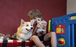 Welsh Corgi Pembroke dogs for sale: Show quality puppies - Image 9