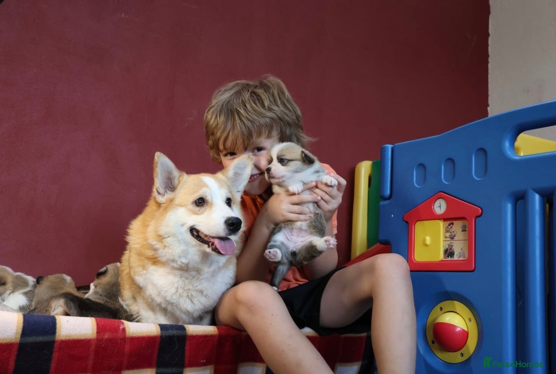 Welsh Corgi Pembroke dogs for sale: Show quality puppies - Image 9