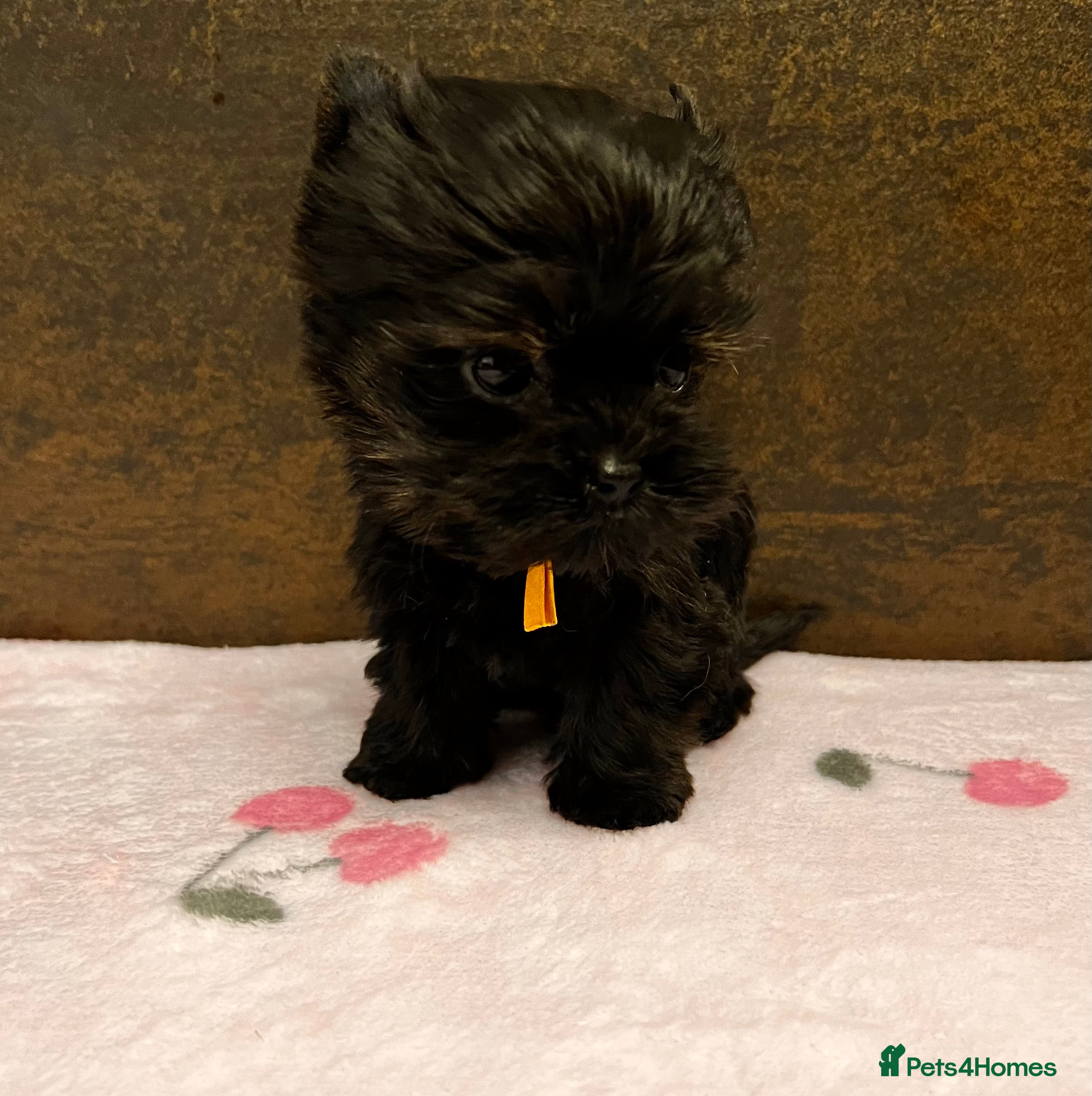 Yorkshire Terrier dogs 🎀 Tiny Little Mini Yorkshire Terrier Girls 🎀 - Advert 2