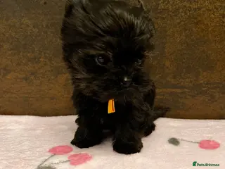 Yorkshire Terrier dogs 🎀 Tiny Little Mini Yorkshire Terrier Girls 🎀 - Advert 2