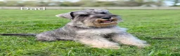 Miniature Schnauzer dogs for sale: Champion Show line Health Tested Puppies - Advert 5