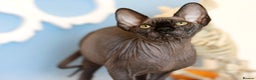 Sphynx cats for sale: Bloodline Sphynx Kittens  - Advert 15