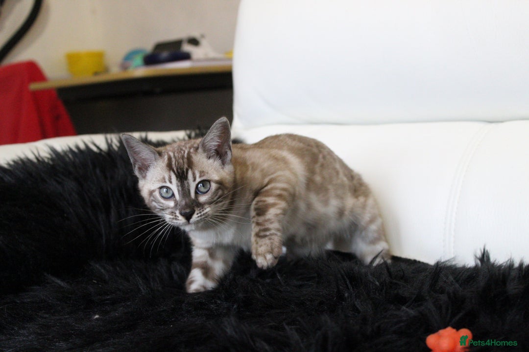 Bengal cats for sale: Stunning Bengal kittens - Image 16