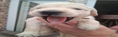 Golden Retriever 1