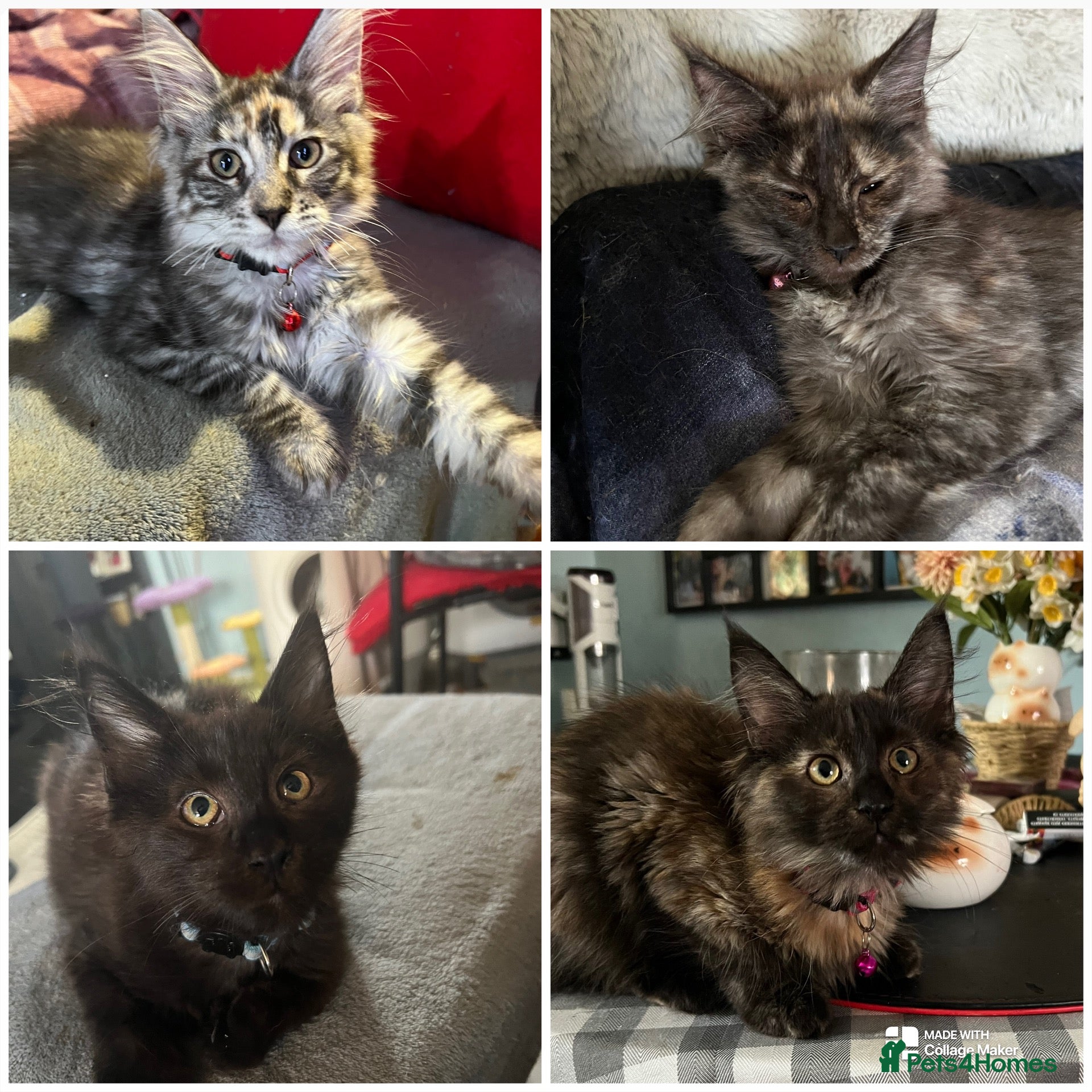 Maine Coon cats Beautiful 🐈‍⬛  - Advert 18