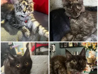 Maine Coon cats Beautiful 🐈⬛ - Advert 18