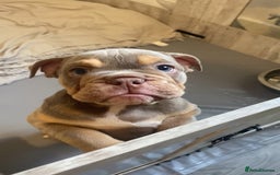 English Bulldog dogs for sale: Pedigree English bulldogs top-lines (7 weeks old)  - Image 16