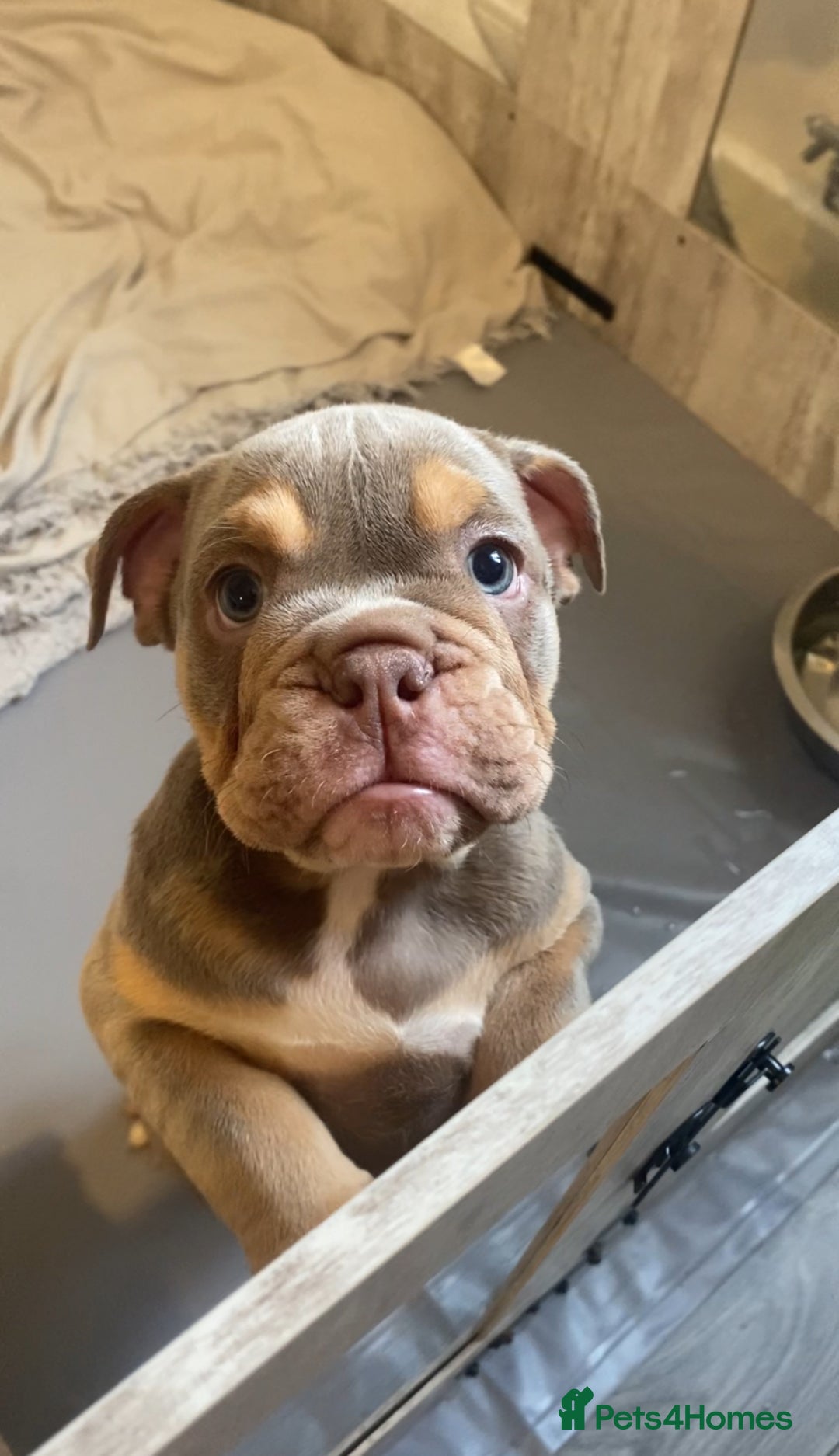 English Bulldog dogs for sale: Pedigree English bulldogs top-lines (7 weeks old)  - Image 16