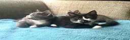 Ragdoll cats for sale: Mum Ragdoll X Dad British blu X - Advert 12