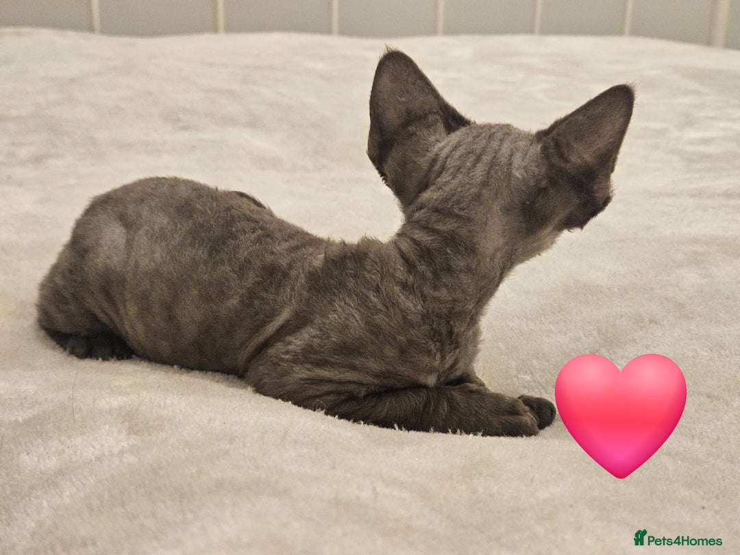 Devon Rex cats for sale: Dashing Devons - Advert 7