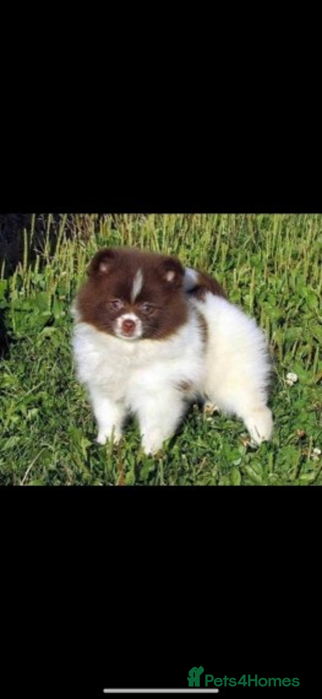 Pomeranian dogs for stud: Proven Chocolate KC in Runcorn - Advert 15