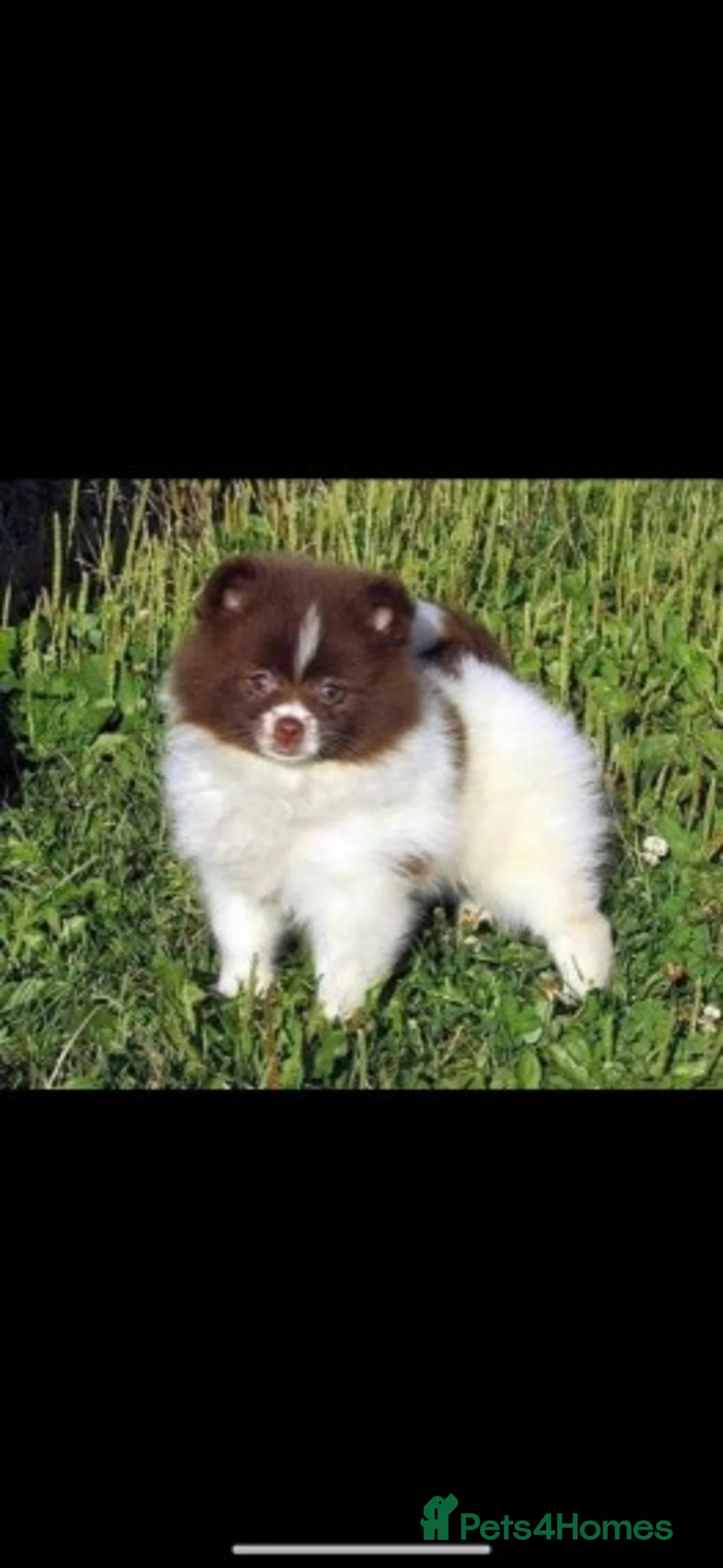 Pomeranian dogs for stud: Proven Chocolate KC in Runcorn - Advert 15