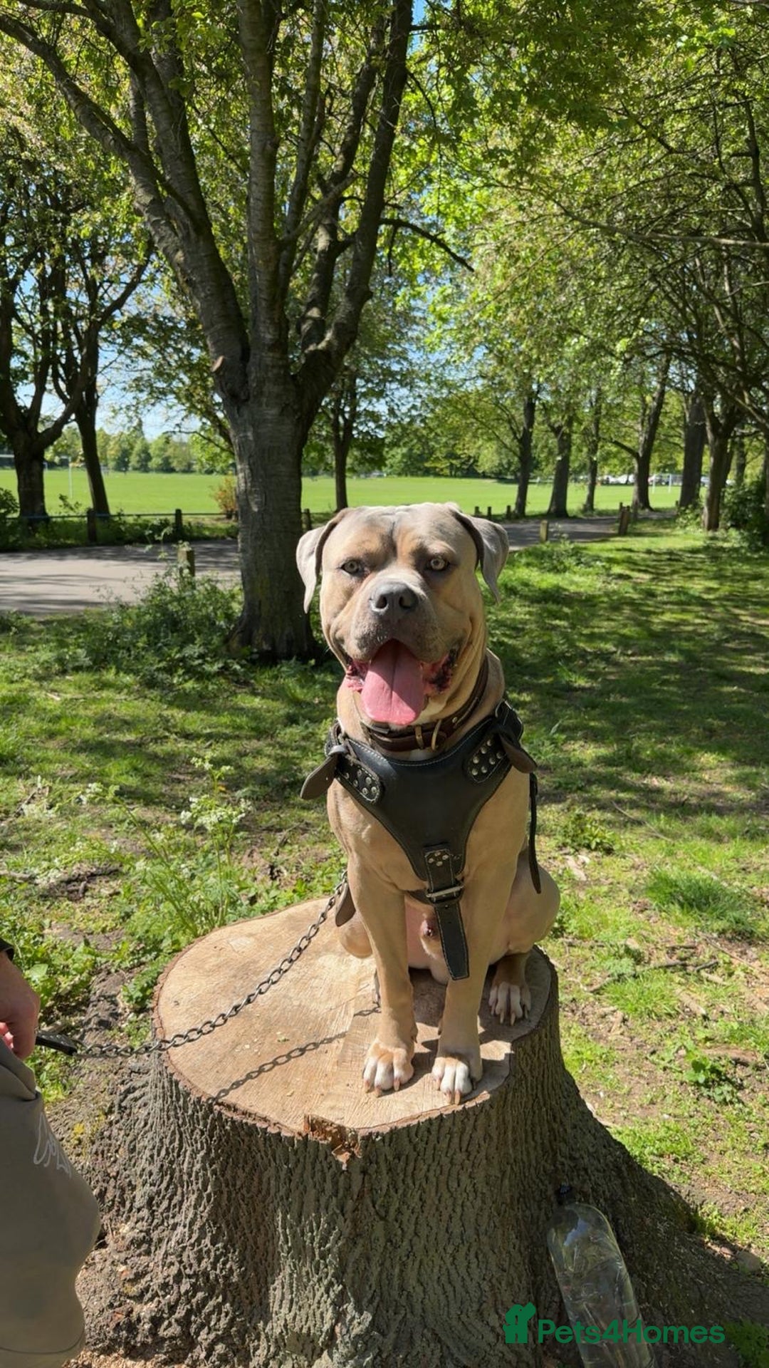 Cane Corso dogs for sale: 12 beautiful Blue cane corso pups - Image 15