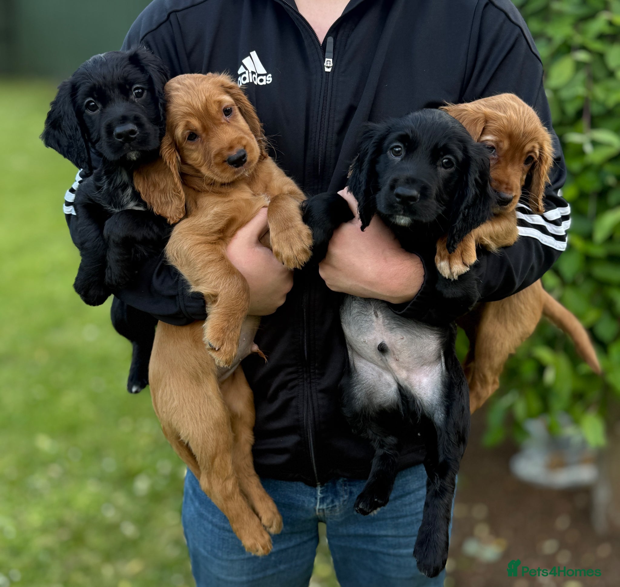 Cocker Spaniel dogs for sale: Beautiful cocker spaniel puppies - Advert 1