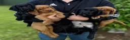 Cocker Spaniel dogs for sale: Beautiful cocker spaniel puppies in Street - Advert 1