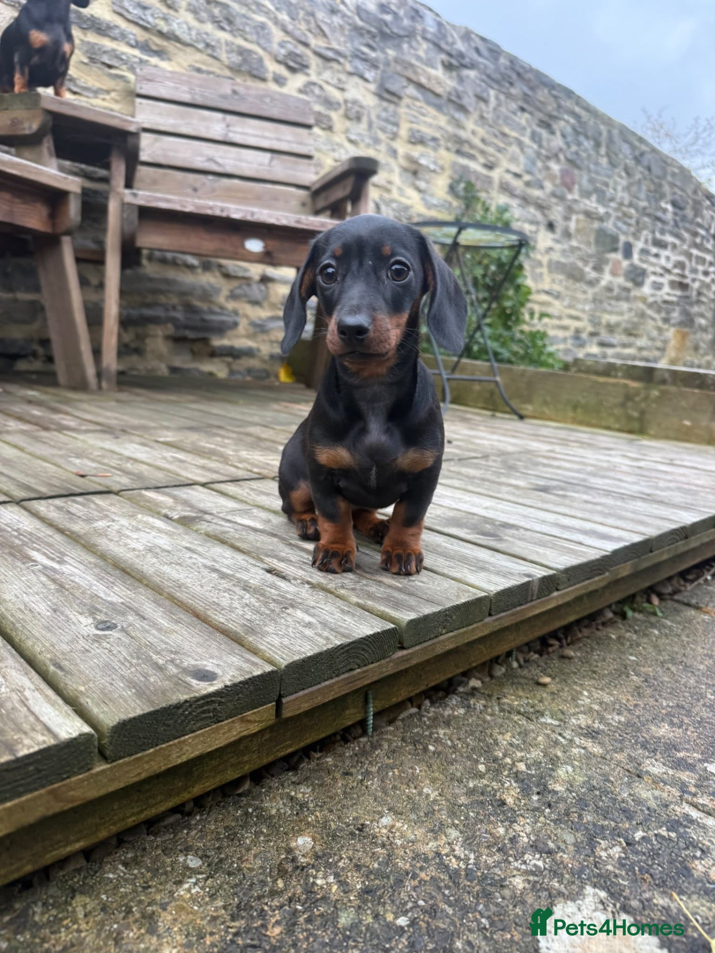 Miniature Dachshund dogs for sale: Miniature Dachshund Puppies for Sale - Advert 1