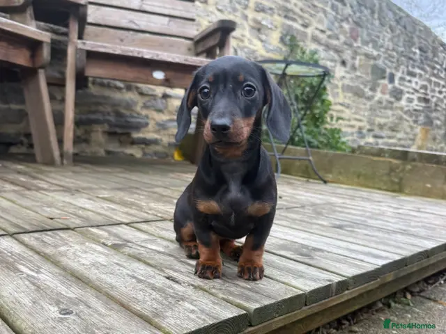 Miniature Dachshund dogs for sale: Miniature Dachshund Puppies for Sale - Advert 1