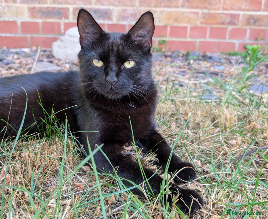Mixed Breed cats for sale: Adorable girl kitten ready now 🖤🖤 - Image 5