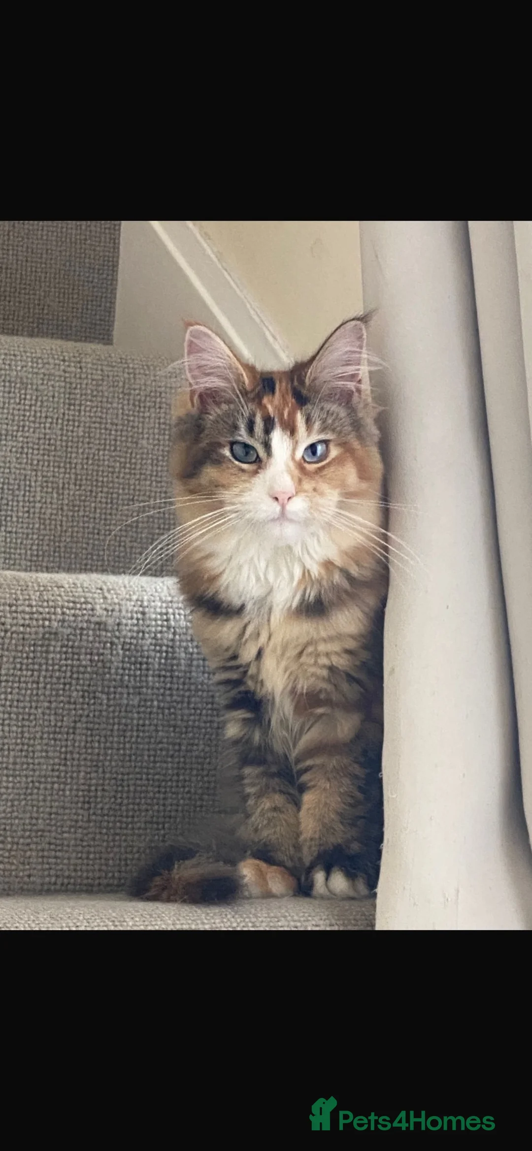 Maine Coon cats for sale: Stunning Maine Coon Female for Sale in Maidenhead - Advert 1