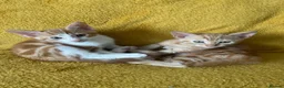 Mixed Breed cats for sale: GORGEOUS KITTENS  - Advert 9