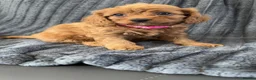 Cavapoo dogs for sale: 6 F1 Cavapoos - Advert 20