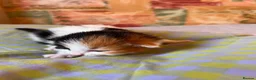 Mixed Breed cats for sale: Beautiful Kittens Looking for Forever Homes 🏡❤️ - Advert 16