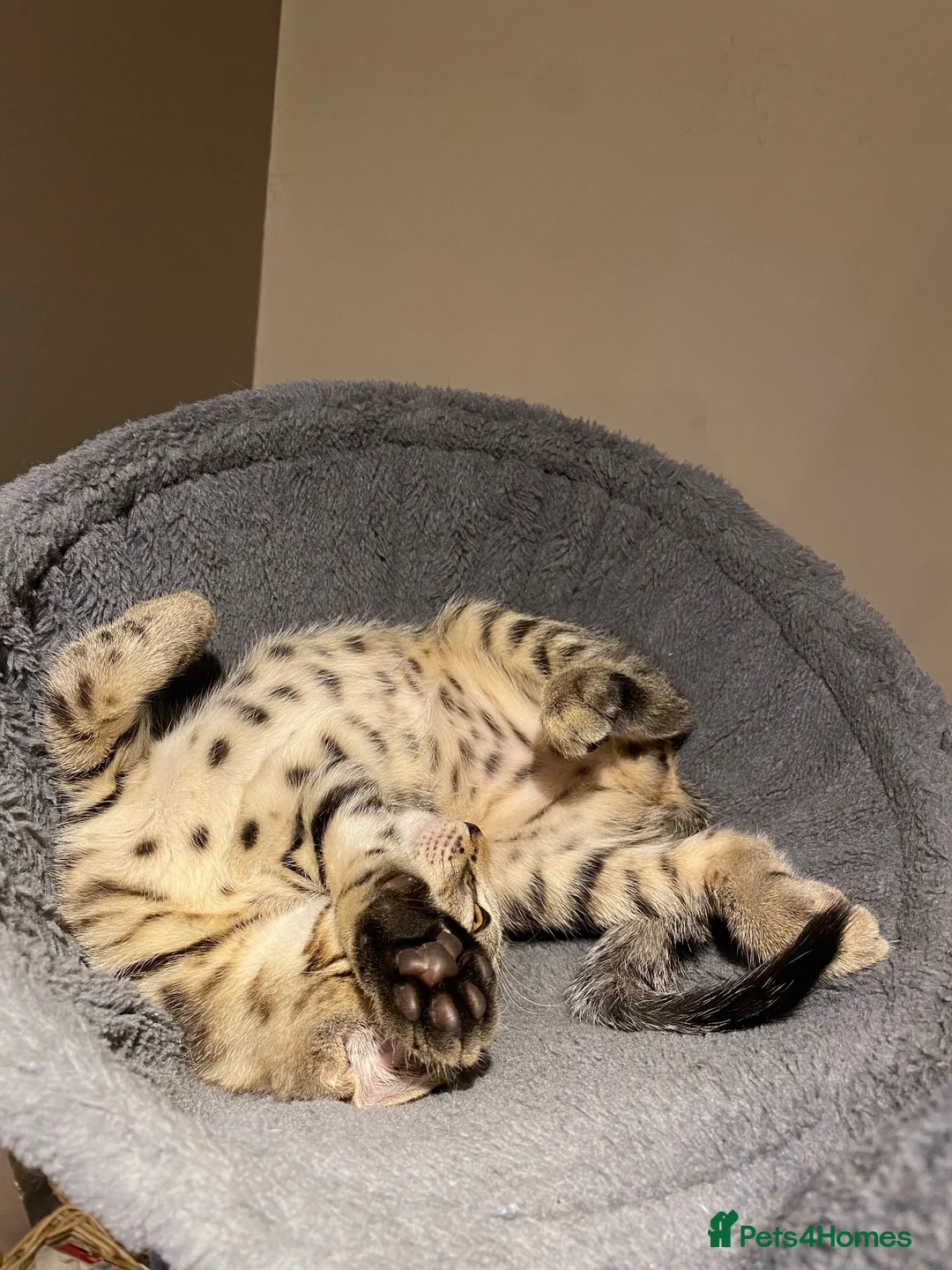 Bengal cats for sale: Bengal x kitten ready for new home in Swindon - Advert 12