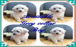 Maltipoo dogs for sale: Beautiful Maltipoo💙 boys and girls❤️ pra clear in Newark - Image 18