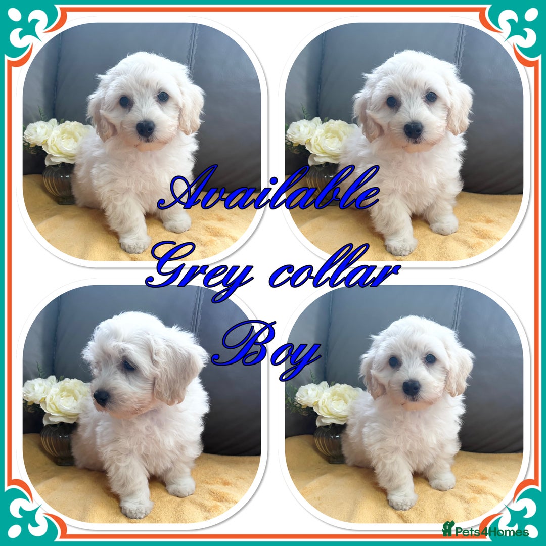 Maltipoo dogs for sale: Beautiful Maltipoo💙 boys and girls❤️ pra clear in Newark - Image 18