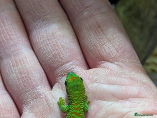 Gecko reptiles High Red Giant Day Gecko - Advert 2