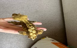 Gecko reptiles for sale: Crested gecko and full bioactive exo terra  - Image 5