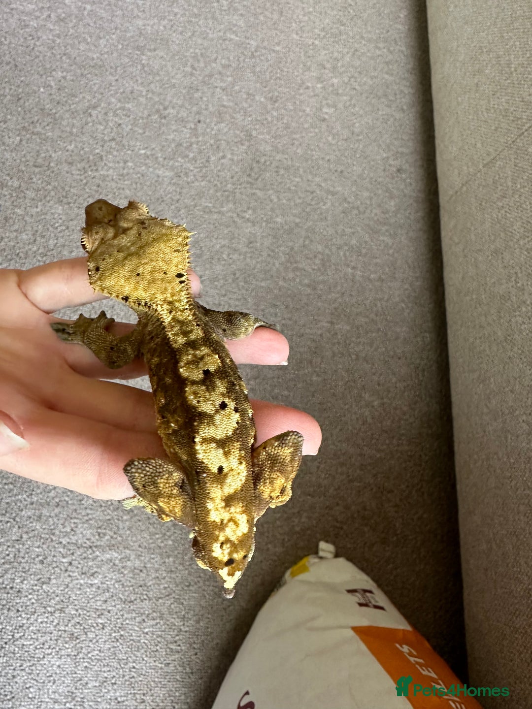 Gecko reptiles for sale: Crested gecko and full bioactive exo terra  - Image 5