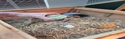 Hermann Tortoise reptiles for sale: 2 Male Hermann Tortoise in Workington - Advert 6