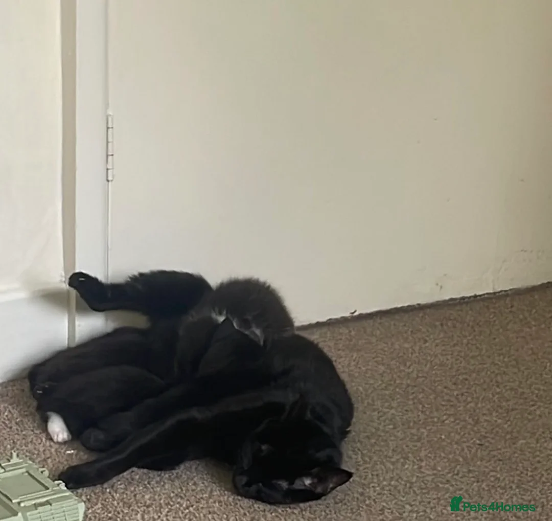 Domestic Shorthair cats for sale: READY TO COLLECT KITTENS - Advert 6