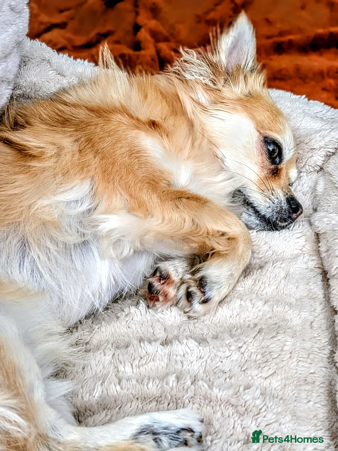 Mixed Breed dogs for sale: Tandy - 4yr old Jackaranian looking for new home - Advert 3