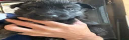German Shepherd dogs for sale: German shepherd pups  in Redditch - Advert 2