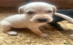 Mixed Breed dogs for sale: 3/4 Labrador 1/4 German wired hair pointer  - Image 11