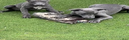 Whippet dogs for sale: Whippets  - Advert 5