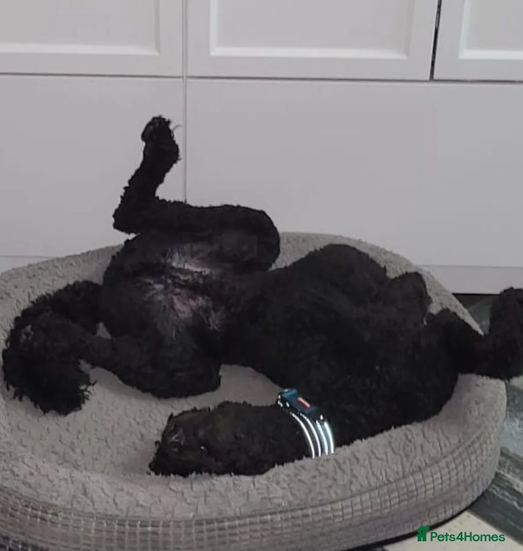 Standard Poodle dogs for sale: Handsome Black Standard Poodle - 16 months old - Advert 2