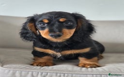 Miniature Dachshund dogs for sale: Just the one stunning girl available  - Image 5