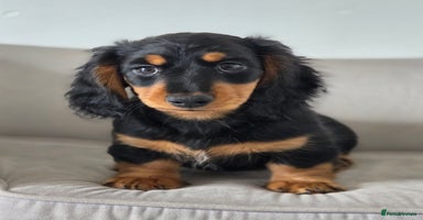 Miniature Dachshund dogs - Advert 4