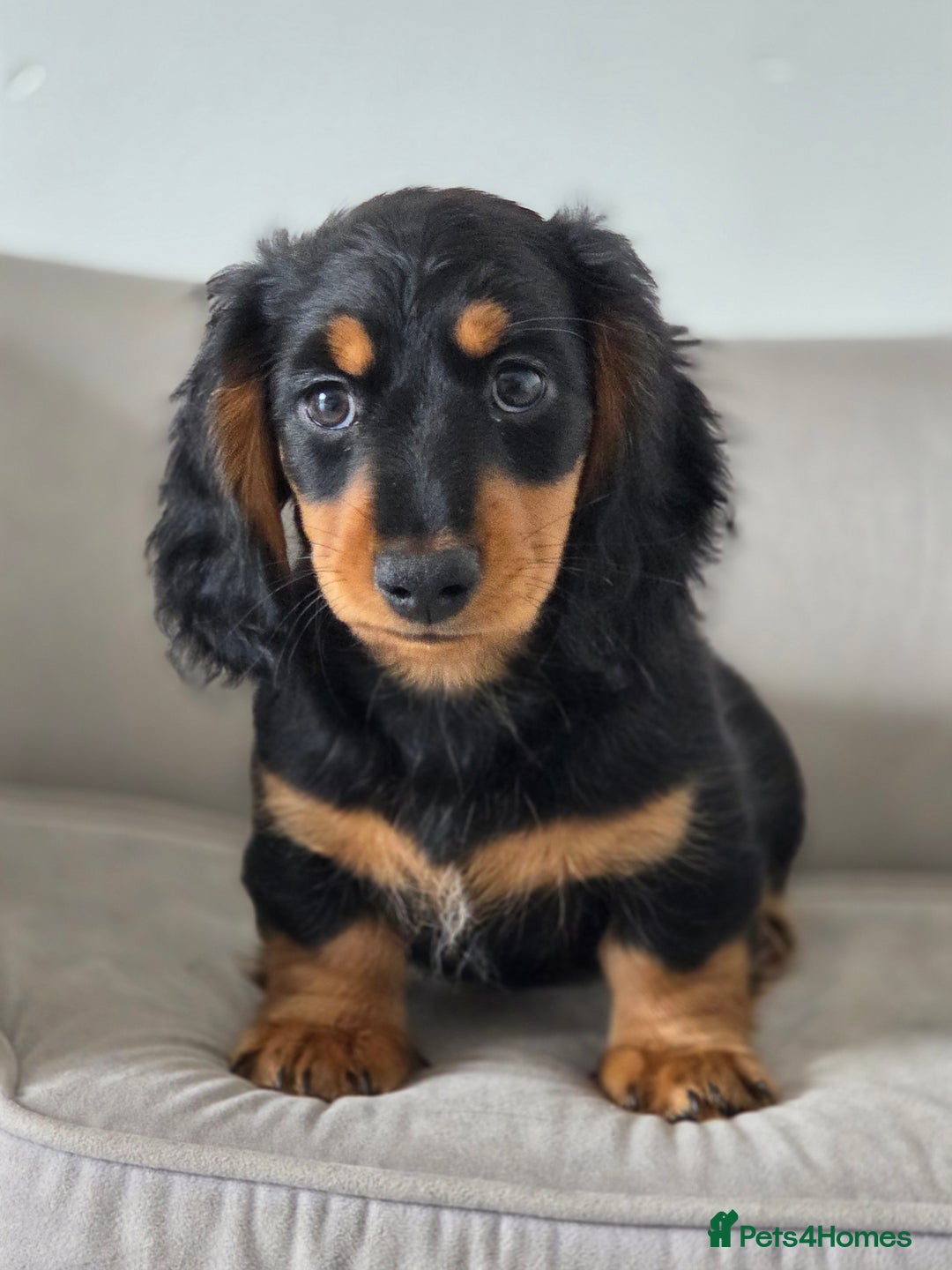 Miniature Dachshund dogs for sale: Just the one stunning girl available  - Image 5