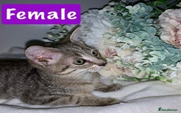 Mixed Breed cats for sale: Beautiful kittens Ready now Open to offers  in Chester - Image 18
