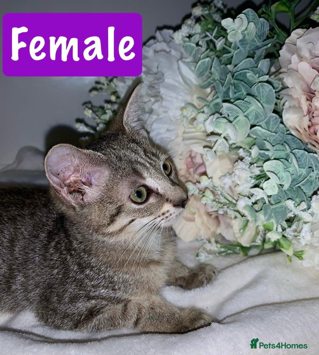 Mixed Breed cats for sale: Beautiful kittens Ready now Open to offers  in Chester - Image 18