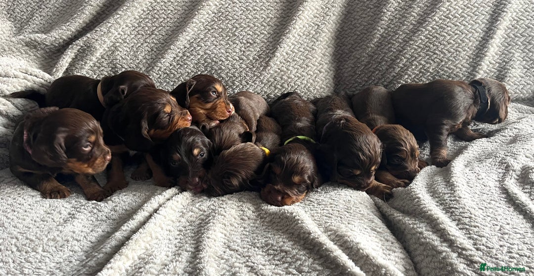 Cocker Spaniel dogs for sale: Extensively Health tested/KC REG Cocker Puppies - Image 4