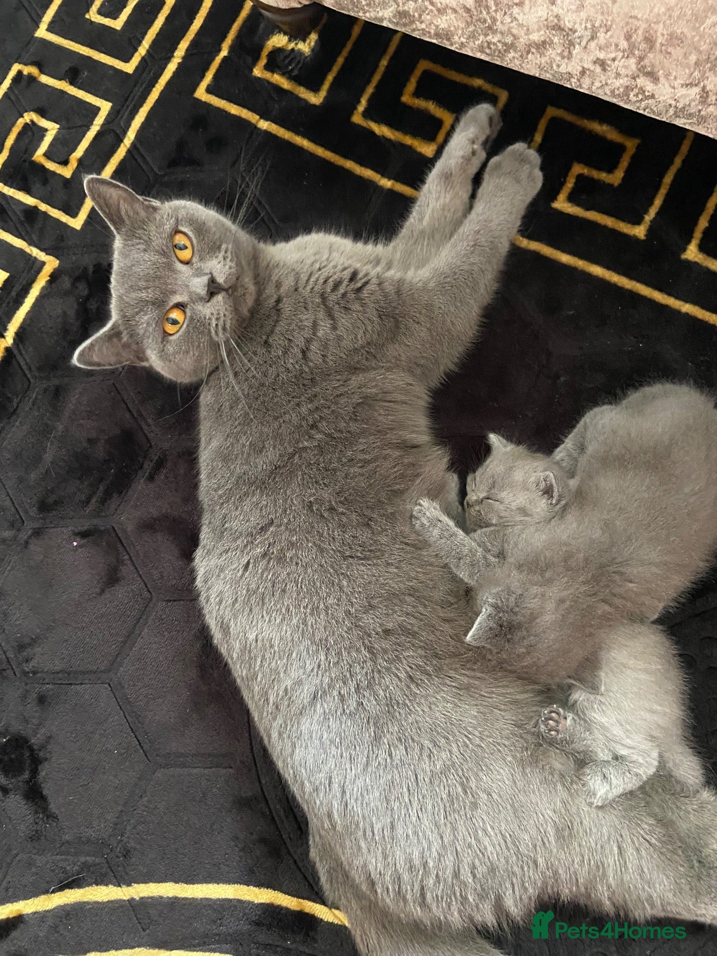 British Shorthair cats British shorthair kittens 3 boys and 2 girls  - Advert 4