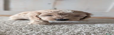 Champagne Cockapoo 