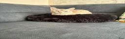 Bengal cats for stud: Female in Peterborough - Advert 5