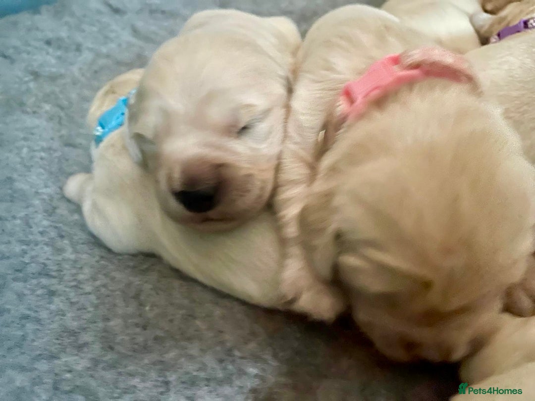 Golden Retriever dogs for sale: Golden Retriever Puppies – Milton Keynes - Advert 6
